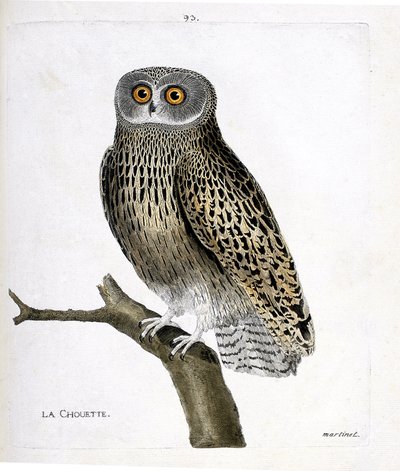 动物学图（鸟类学）：树枝上的猫头鹰（hulotte owl或strix aluco）。弗朗索瓦-尼古拉-马丁内特（1731-1800）的 "鸟类历史，以它们的外观和敏感方面进行描绘 "中的插图。私人收藏。 作者 弗朗索瓦·尼古拉斯·马丁内
