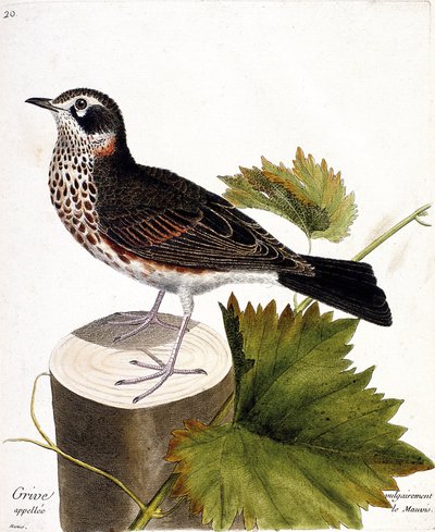 动物学图（鸟类学）：树株上通常被称为mauvis的鸫（mauvis thrush或turdus iliacus）。弗朗索瓦-尼古拉-马丁内特（1731-1800）的《鸟类的历史，在它们的出现和敏感方面的画法》中的插图。 作者 弗朗索瓦·尼古拉斯·马丁内
