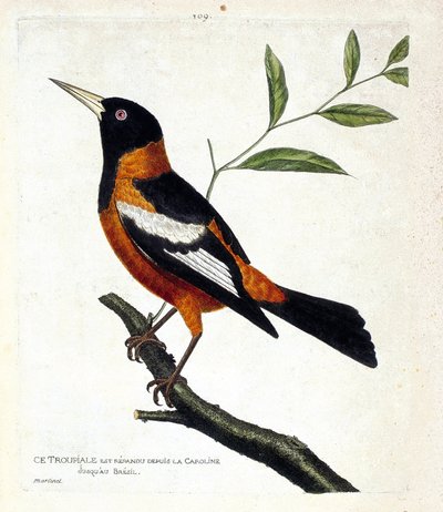 动物学图（鸟类学）：树枝上的tropiale（tropiale or icterus icterus）。弗朗索瓦-尼古拉-马丁内特（1731-1800）的《鸟类的历史，以它们的出现和敏感方面来描绘》中的插图。私人收藏。 作者 弗朗索瓦·尼古拉斯·马丁内