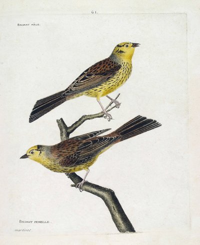 动物学图（鸟类学）：从上到下。雄性和雌性麻雀（黄麻雀或Emberiza citrinella）。弗朗索瓦-尼古拉-马丁内特（1731-1800）的《鸟类的历史，在它们的外表和敏感方面的绘画》中的插图。私人 作者 弗朗索瓦·尼古拉斯·马丁内
