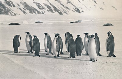 企鹅皇帝（1111年，1913年） 作者 弗兰克·德本汉