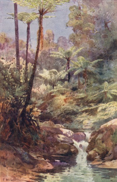 新西兰：蕨类植物（彩色石版画） 作者 弗兰克·H·赖特