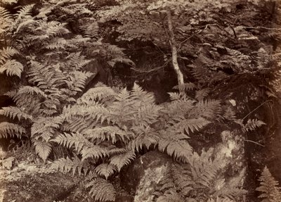 1870年代后期，无标题的蕨类植物研究。 作者 弗兰克·梅多·萨克利夫