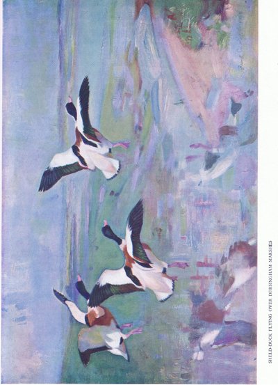 Sheld Duck飞越Dersingham沼泽 作者 弗兰克·索斯盖特