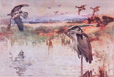 苍鹭，来自野生自然与乡村生活的插图由Hodder＆Stoughton出版，c.1910 作者 弗兰克·索斯盖特