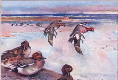 Widgeons，来自Wild Nature＆Country Life的插图，由Hodder＆Stoughton出版，c.1910 作者 弗兰克·索斯盖特