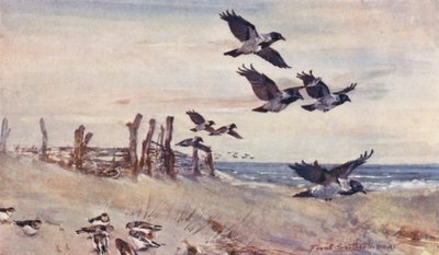 东英吉利海峡的野生动物：秋季移民、戴帽乌鸦和雪鹀（彩色印刷版） 作者 弗兰克·索斯盖特