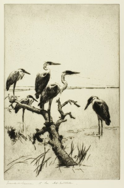 休息的苍鹭 作者 弗兰克·韦斯顿·本森