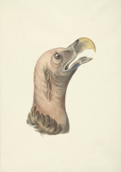 耳鹫（Otogyps auricularis Daud）的头部 作者 弗朗索瓦·勒瓦扬 (François Levaillant)