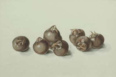 白杨果 作者 弗兰茨角质