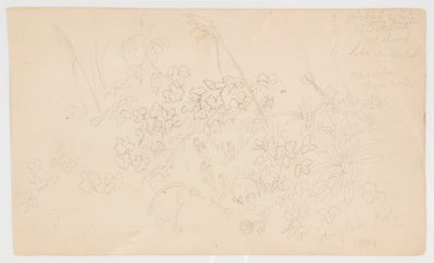 植物素描 作者 弗雷德里克·埃德温·丘奇