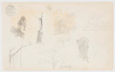 来自哥伦比亚的植物素描：竹子、树干和细节 作者 弗雷德里克·埃德温·丘奇