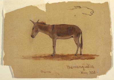 绘画，一头驴，哥伦比亚巴兰基亚，1853 年 5 月 作者 弗雷德里克·埃德温·丘奇