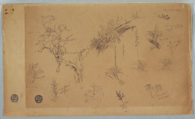 素描，《来自哥伦比亚或厄瓜多尔的 13 组植物研究》，1853 年 作者 弗雷德里克·埃德温·丘奇