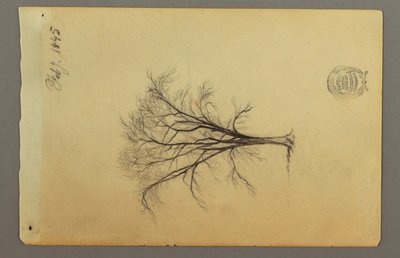 素描，一棵无叶的树，1845 年 2 月 作者 弗雷德里克·埃德温·丘奇
