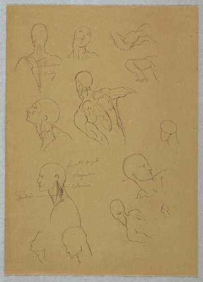 素描，解剖研究，1865-70 年 作者 弗雷德里克·埃德温·丘奇