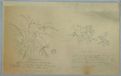 绘画，箭毒草和豆蔻研究，牙买加，1865 年 6 月 作者 弗雷德里克·埃德温·丘奇