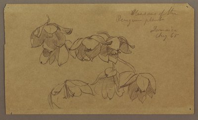 素描，企鹅山的花朵，1865 年 8 月 作者 弗雷德里克·埃德温·丘奇