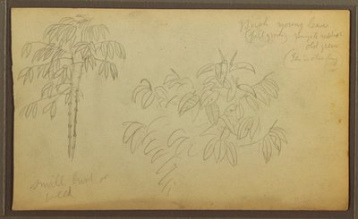 素描，植物素描，1857 年 作者 弗雷德里克·埃德温·丘奇