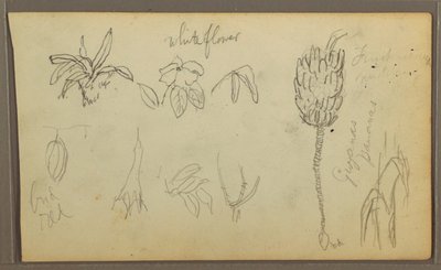 素描，植物素描，1857 年 作者 弗雷德里克·埃德温·丘奇