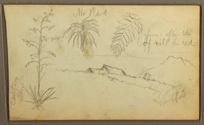 素描，植物素描，1857 年 作者 弗雷德里克·埃德温·丘奇