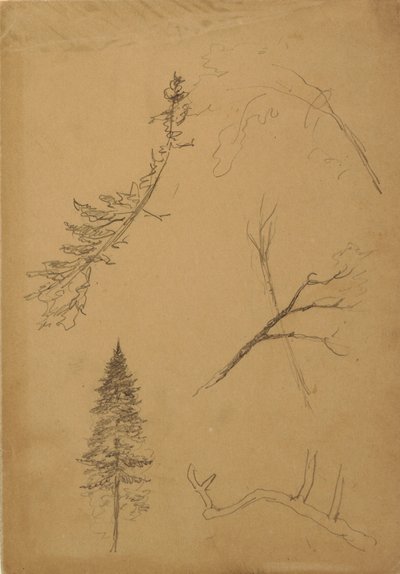 素描，植物素描，1888 年 作者 弗雷德里克·埃德温·丘奇