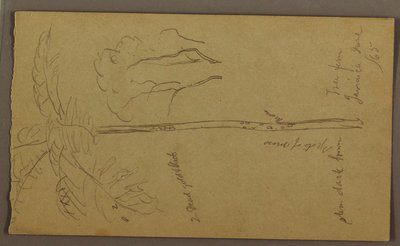 素描，植物素描，1865 年 6 月 作者 弗雷德里克·埃德温·丘奇