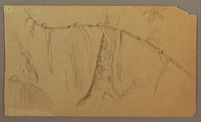 素描，植物素描，1865 年 5 月至 8 月 作者 弗雷德里克·埃德温·丘奇