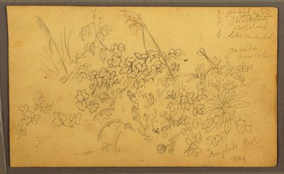 素描，植物素描，1857 年 5 月 作者 弗雷德里克·埃德温·丘奇