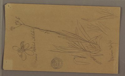 素描，展示植物细节的植物素描，牙买加，1865 年 7 月 作者 弗雷德里克·埃德温·丘奇