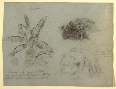 素描，植物素描，南美，1853 年 5 月？ 作者 弗雷德里克·埃德温·丘奇
