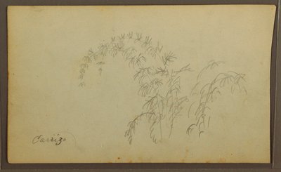 素描，植物素描；背面：植物素描，1857 年 作者 弗雷德里克·埃德温·丘奇