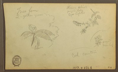 素描，植物素描；背面：植物素描，1857 年 作者 弗雷德里克·埃德温·丘奇