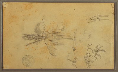 素描，植物素描；背面：蜥蜴，棕榈，1857 年 作者 弗雷德里克·埃德温·丘奇