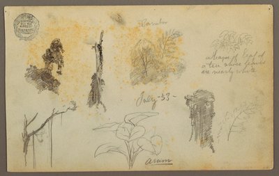 素描，来自哥伦比亚的植物素描：竹子、树干和细节，1853 年 7 月 作者 弗雷德里克·埃德温·丘奇