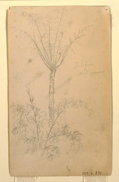 素描，《树的植物学研究》，1857 年 5-6 月 作者 弗雷德里克·埃德温·丘奇