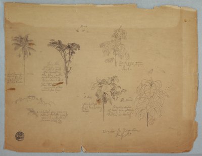 素描，《带飞鹦鹉的植物研究》，哥伦比亚博基亚，1853 年 7 月 作者 弗雷德里克·埃德温·丘奇