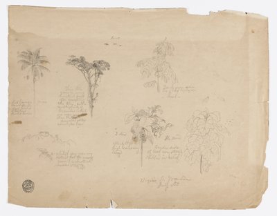 绘画  来自哥伦比亚的植物素描。 作者 弗雷德里克·埃德温·丘奇