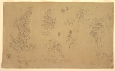 素描，植物素描，"约热附近"，1857 年 7 月 23 日 作者 弗雷德里克·埃德温·丘奇
