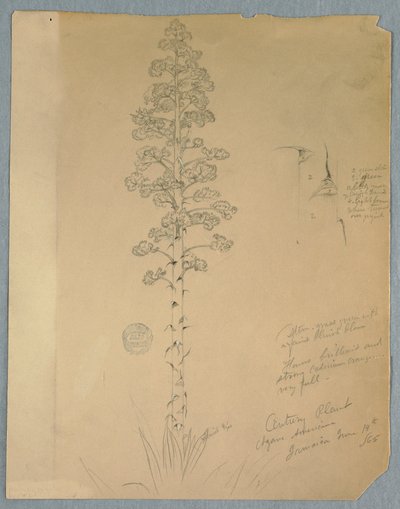绘图，世纪植物，龙舌兰，牙买加，1865 年 6 月 14 日 作者 弗雷德里克·埃德温·丘奇