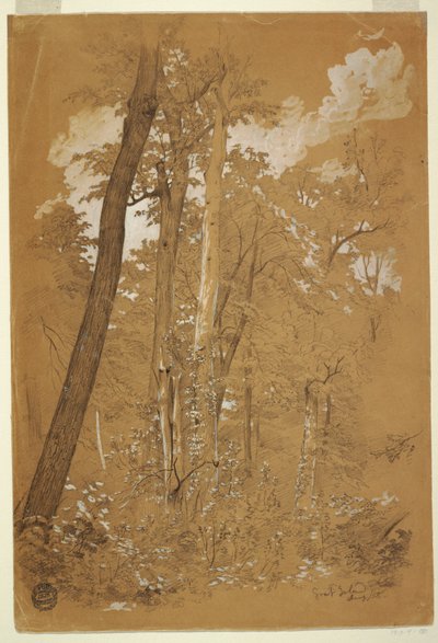 绘画，纽约尼亚加拉河山羊岛上的栗树，1858年8月 作者 弗雷德里克·埃德温·丘奇