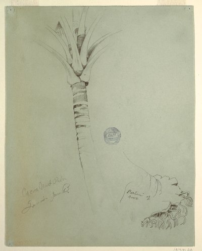 绘画，椰子树，牙买加，1865 年 6 月 作者 弗雷德里克·埃德温·丘奇
