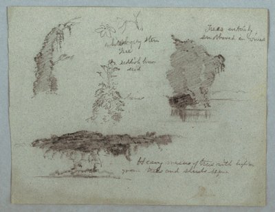 素描，《河岸花草树木细节》，哥伦比亚马格达莱纳河，1853 年，可能是 5 月 作者 弗雷德里克·埃德温·丘奇