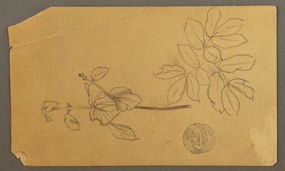 绘画，素描。  素描  植物茎干。   带叶子的枝桠，可能创作于 1877 年 作者 弗雷德里克·埃德温·丘奇