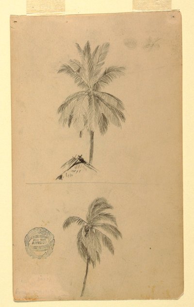 绘画，素描。  两幅素描  棕榈树，1857 年 作者 弗雷德里克·埃德温·丘奇