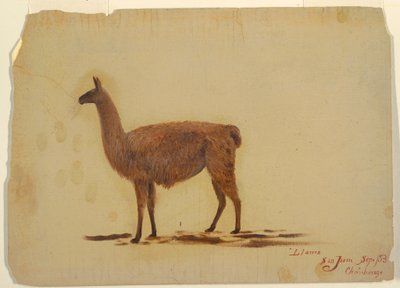 素描，厄瓜多尔，圣胡安（钦博拉索），骆驼，1853 年 9 月 作者 弗雷德里克·埃德温·丘奇