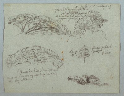 素描，《五幅树梢研究》，哥伦比亚马格达莱纳河，1853 年，可能在 5 月 作者 弗雷德里克·埃德温·丘奇