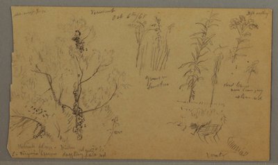 素描，植物研究，1865 年 10 月 6 日 作者 弗雷德里克·埃德温·丘奇
