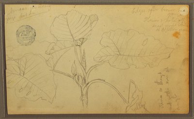 素描，树叶，1857 年 作者 弗雷德里克·埃德温·丘奇