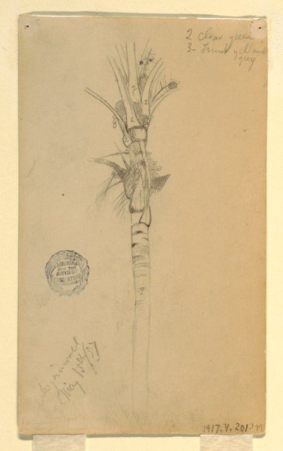 素描，棕榈树的叶子和茎干，1857 年 5 月 15 日，巴拿马阿斯平沃尔 作者 弗雷德里克·埃德温·丘奇